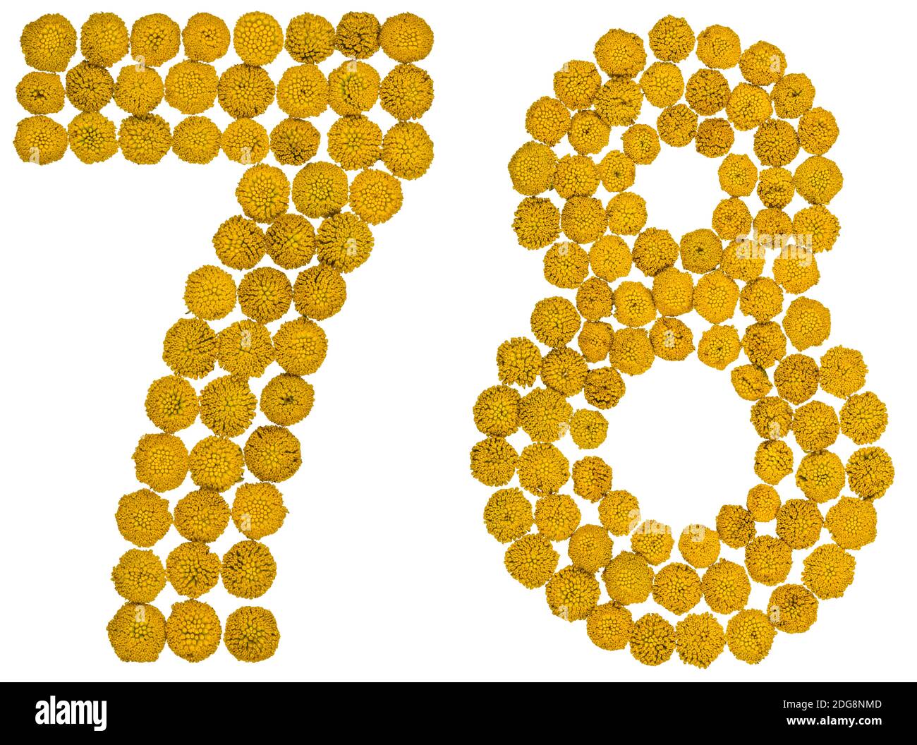 arabic-numeral-78-seventy-eight-from-yellow-flowers-of-tansy