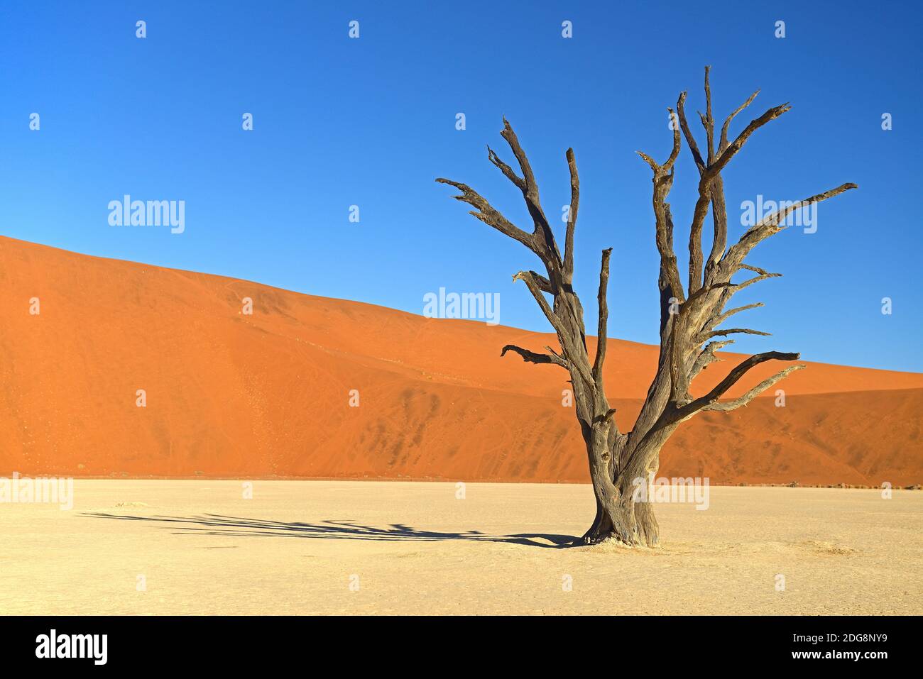 Kameldornbaeume (Acacia erioloba), auch Kameldorn oder Kameldornakazie im letzten Abendlicht,  Namib Naukluft Nationalpark, Deadvlei, Dead Vlei, Sossu Stock Photo