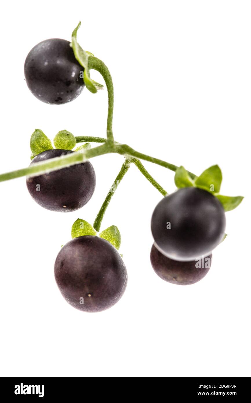 Berry of black nightshade, lat. Solanum nÃ­grum, poisonous plant, isolated on white background Stock Photo