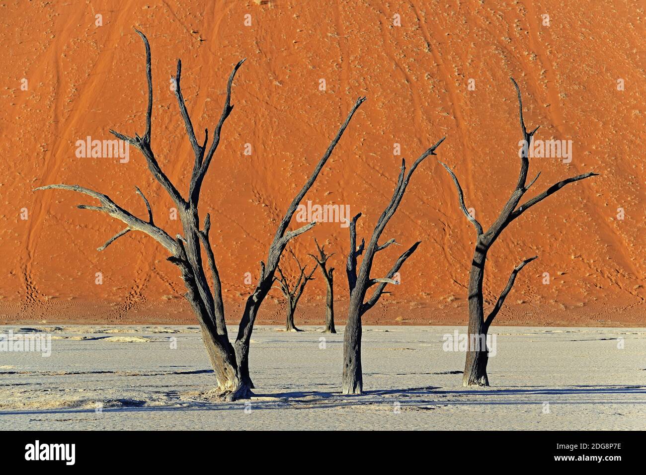 Kameldornbaeume (Acacia erioloba), auch Kameldorn oder Kameldornakazie im letzten Abendlicht,  Namib Naukluft Nationalpark, Deadvlei, Dead Vlei, Sossu Stock Photo