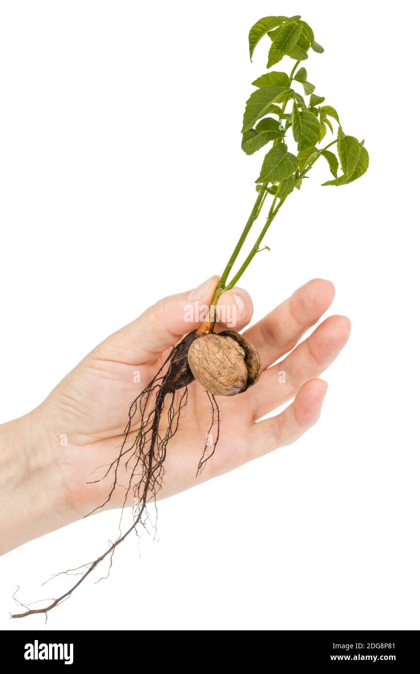 Female hand holds  seedling of a walnut, isolated on white background Stock Photo