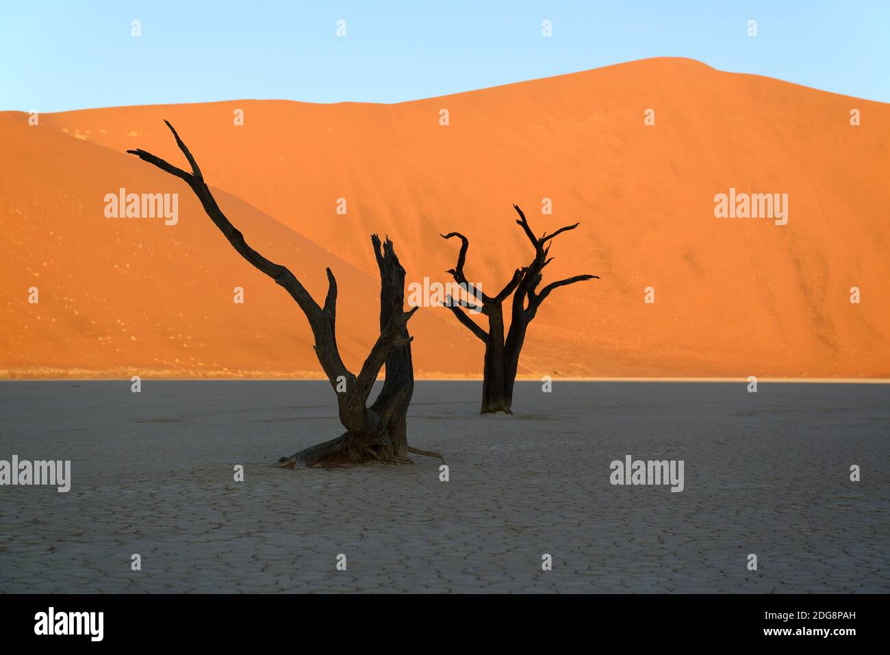 Kameldornbaeume (Acacia erioloba), auch Kameldorn oder Kameldornakazie im letzten Abendlicht,  Namib Naukluft Nationalpark, Deadvlei, Dead Vlei, Sossu Stock Photo