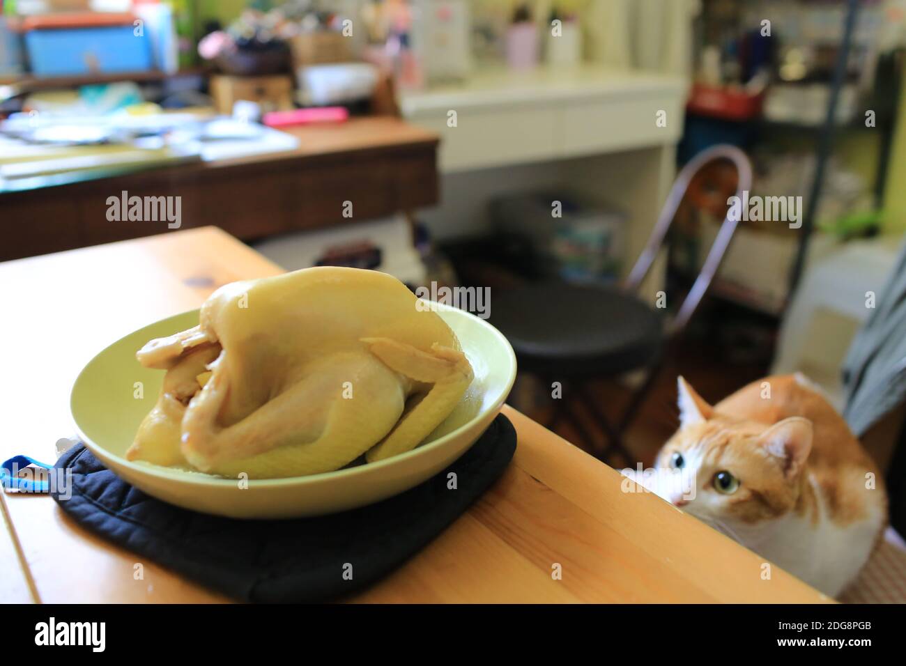 Cat home cooked hires stock photography and images Alamy