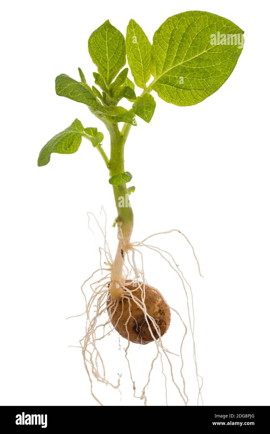 Potato sprout with tuber and leaves, isolated on white background Stock
