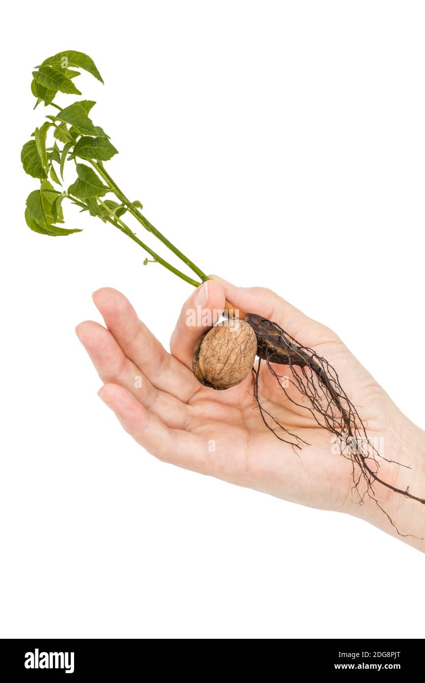 Female hand holds  seedling of a walnut, isolated on white background Stock Photo