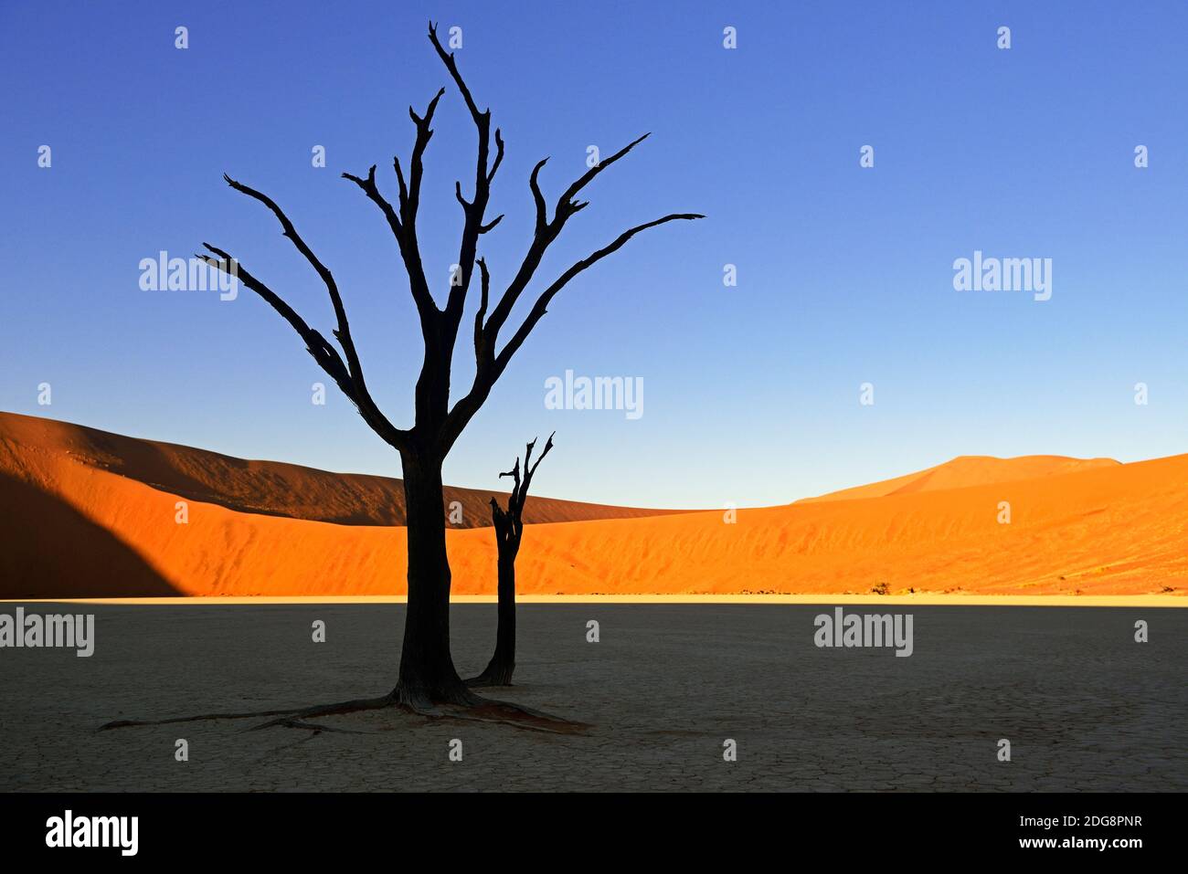 Kameldornbaeume (Acacia erioloba), auch Kameldorn oder Kameldornakazie im letzten Abendlicht,  Namib Naukluft Nationalpark, Deadvlei, Dead Vlei, Sossu Stock Photo