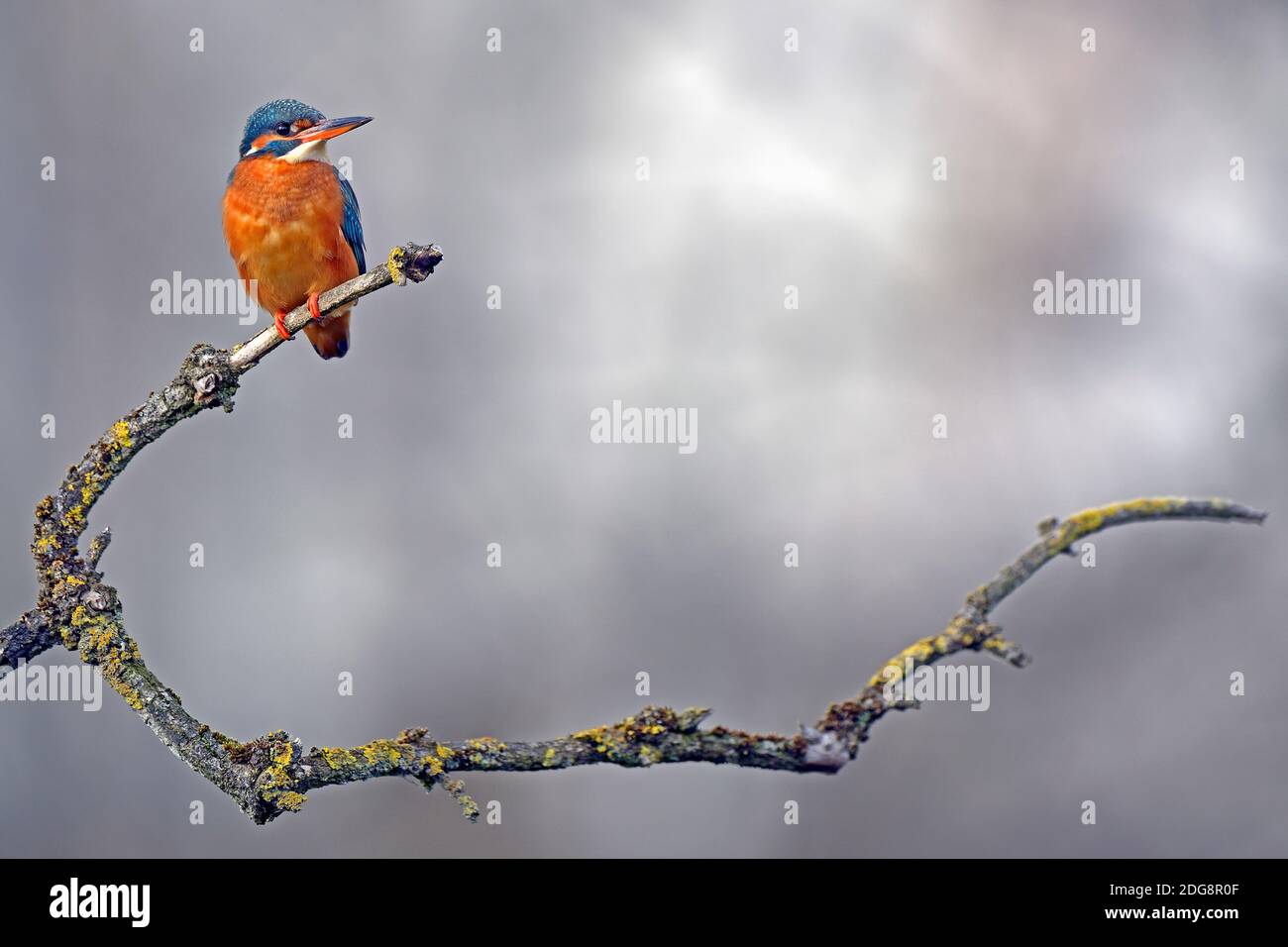 Eisvogel (Alcedo atthis) auf Sitzwarte, Stock Photo