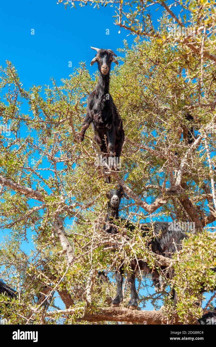 Goats climb on Argan tree in southwestern Morocco Stock Photo