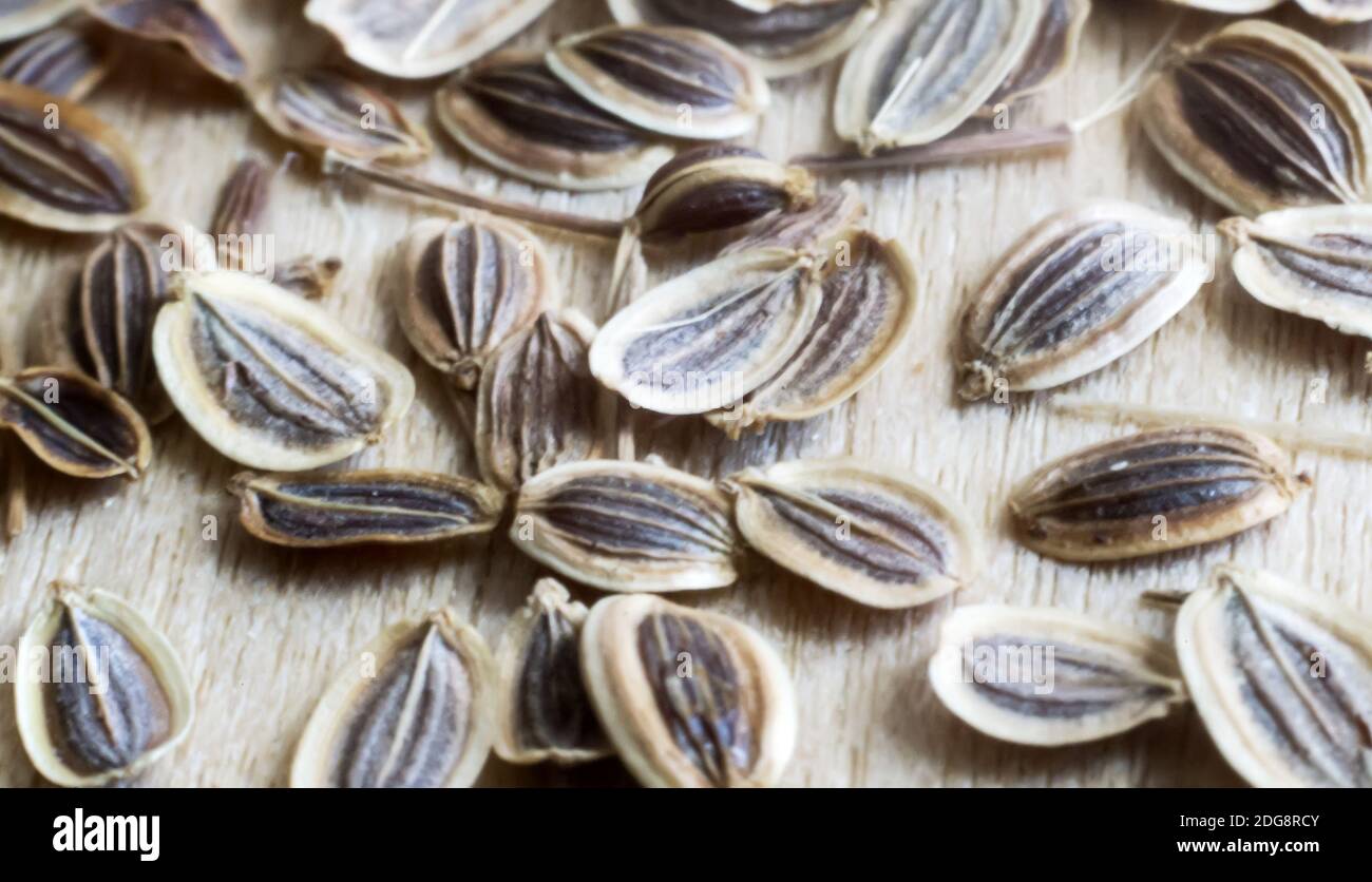Fennel seeds closeup. Stock Photo