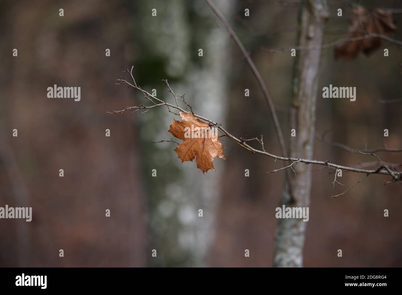 Dry autumn leaf on a tree branch in the forest Stock Photo - Alamy