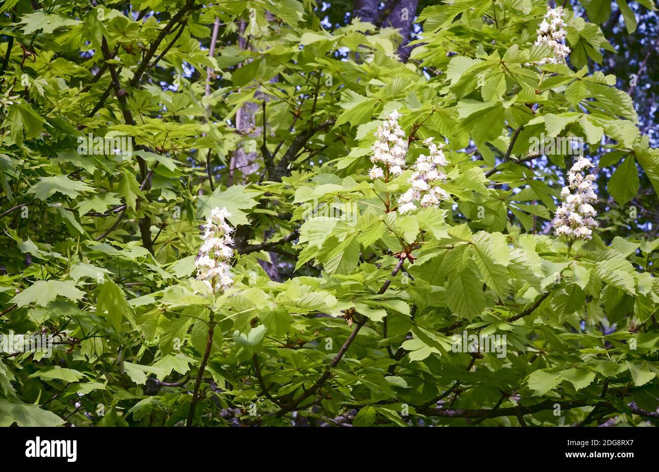Spring blooming chestnut trees. Stock Photo