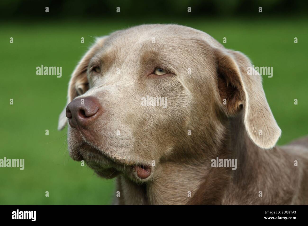 Pedigree labrador retriever hi-res stock photography and images - Alamy