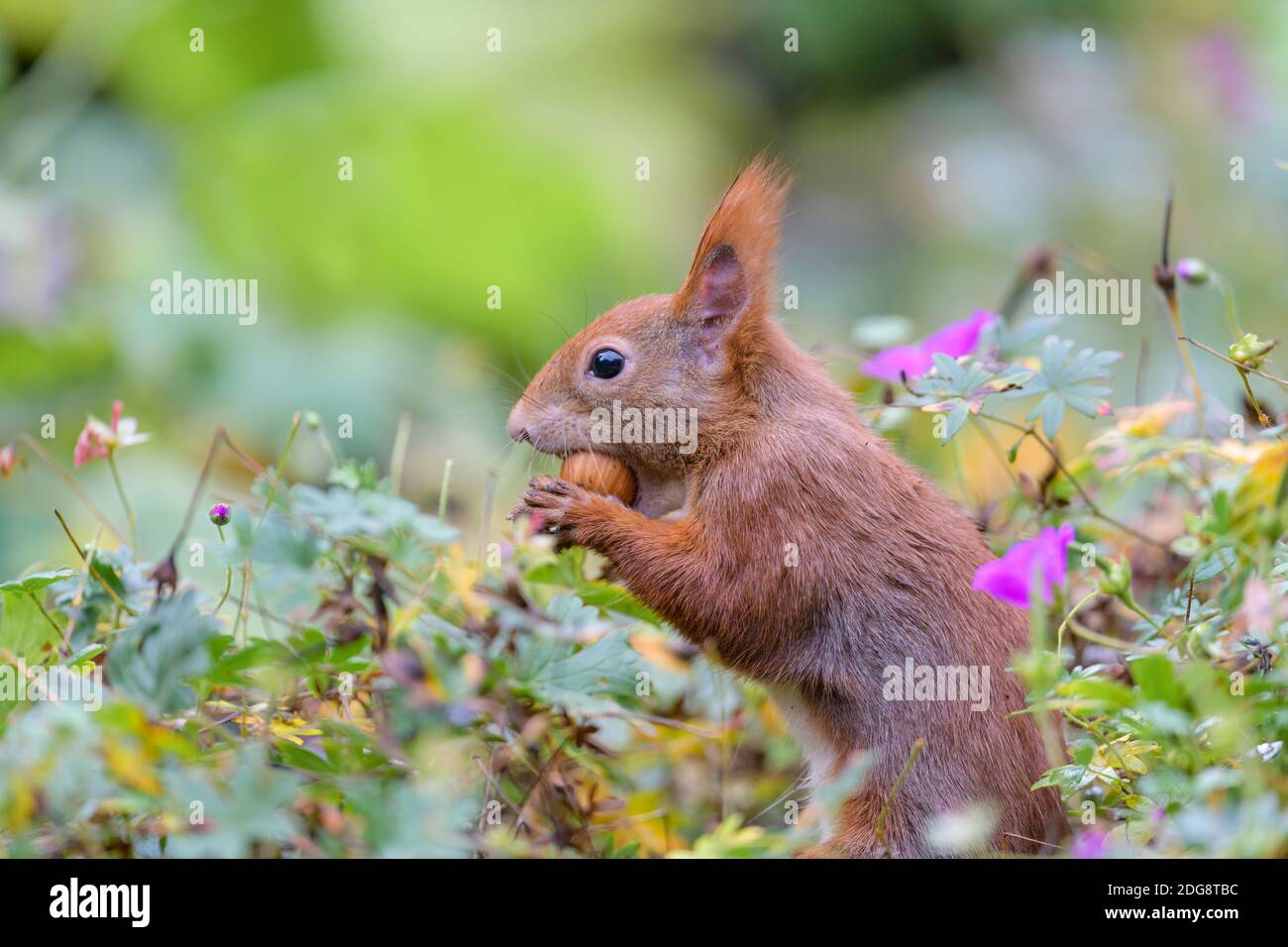 Eurasisches Eichhoernchen, Sciurus vulgaris, Eurasian red squirrel Stock Photo