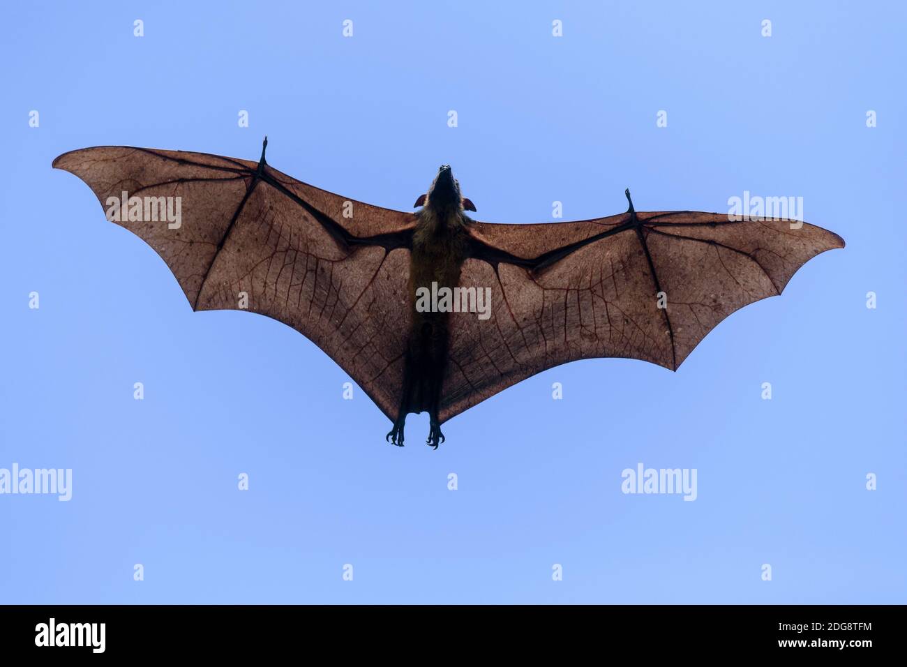 Flughund, Pteropus medius, flying fox Stock Photo Alamy