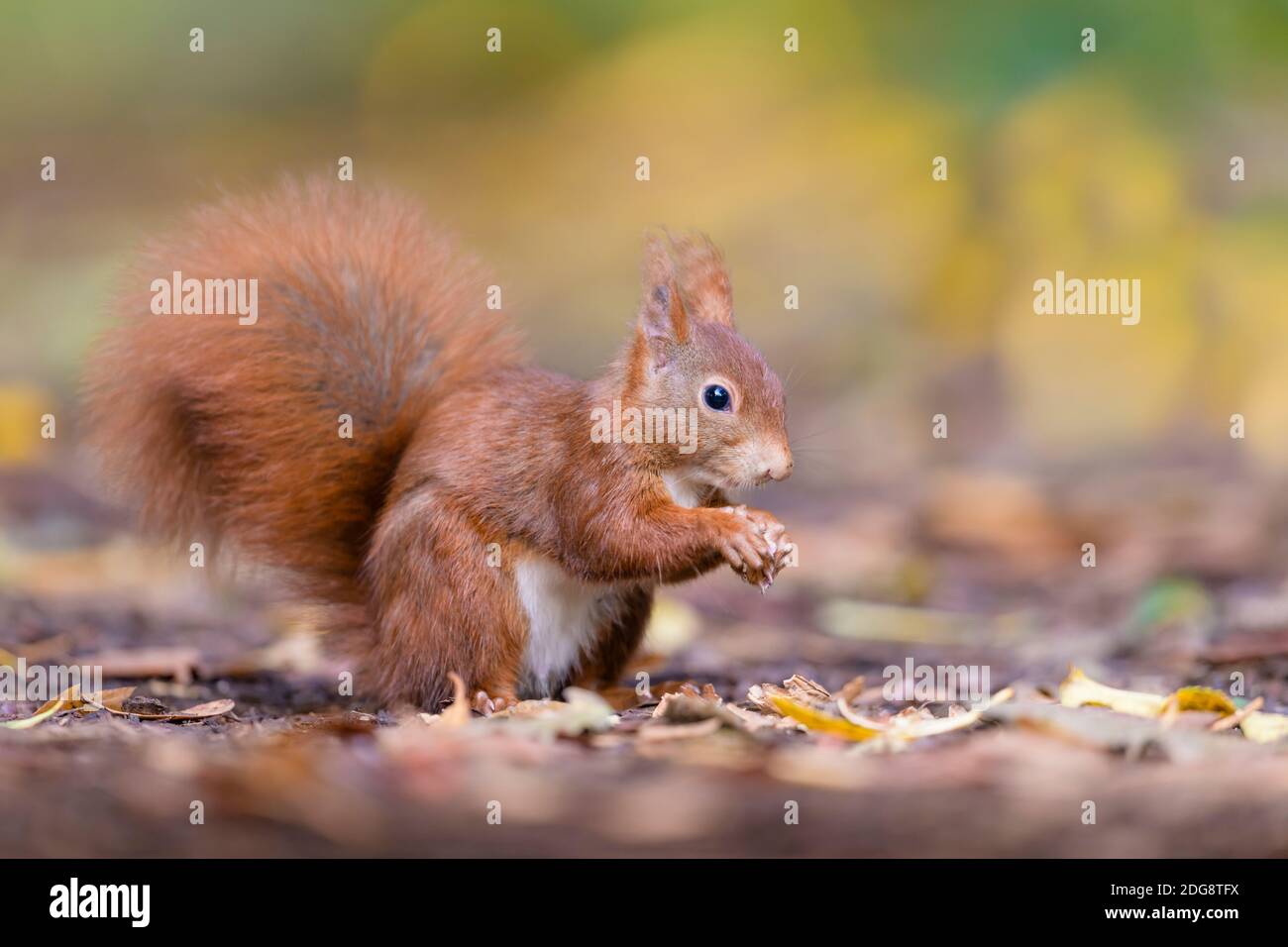 Eurasisches Eichhoernchen, Sciurus vulgaris, Eurasian red squirrel Stock Photo