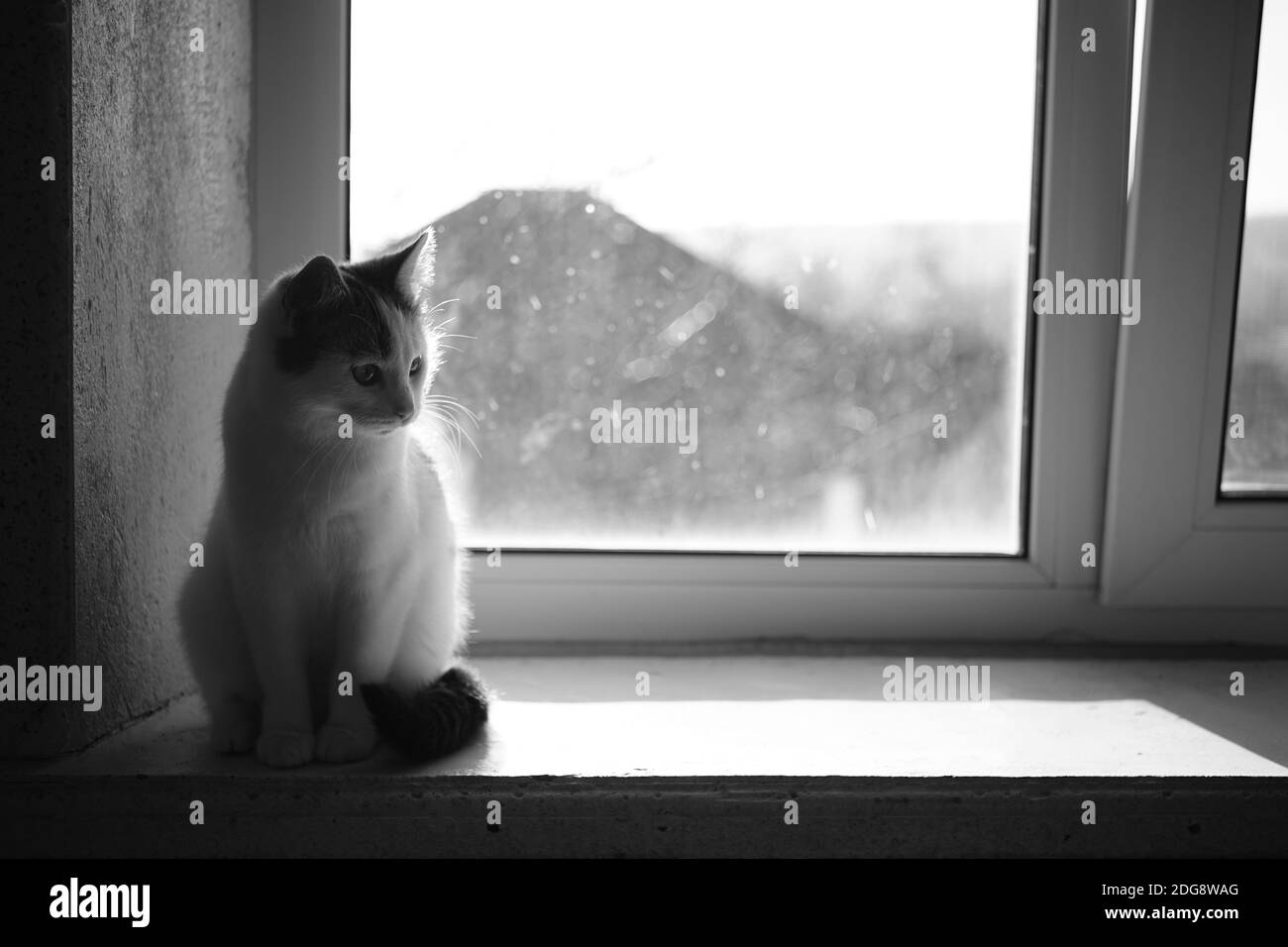 Cat sits on a sunny windowsill and looks in room. Bw photo Stock Photo ...