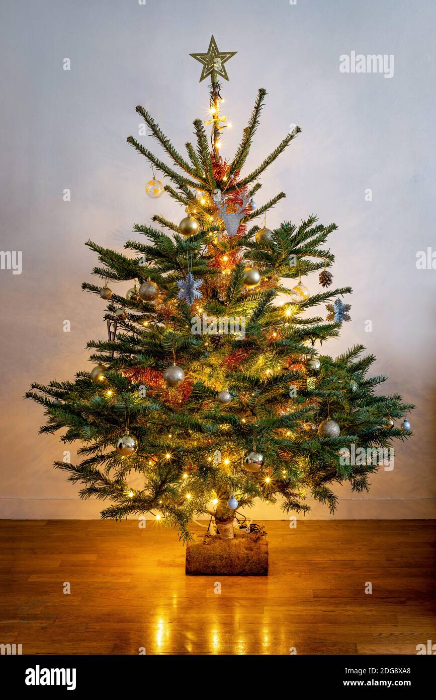 Beautiful christmas tree decorated and lit by light garlands reflecting on a parquet floor. Stock Photo