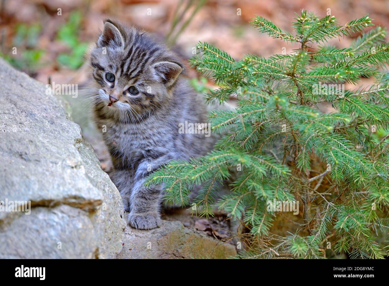 Wildkatze (Felis silvestris), Jungtier, captive,  Bayern, Deutschland Stock Photo