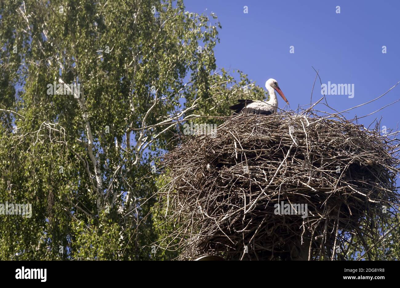 In the nest near the birch sits stork. Stock Photo