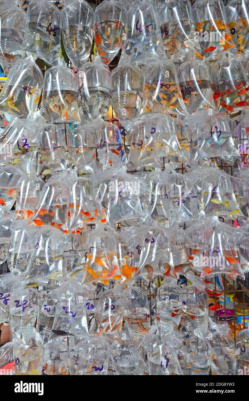 Abgepackte Aquarienfische hängen außen an einem typischen Aquariengeschäft in Kowloon, Hongkong, China Stock Photo