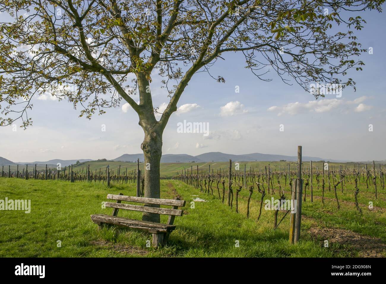 Walnut tree (Juglans regia) in the vineyard Stock Photo