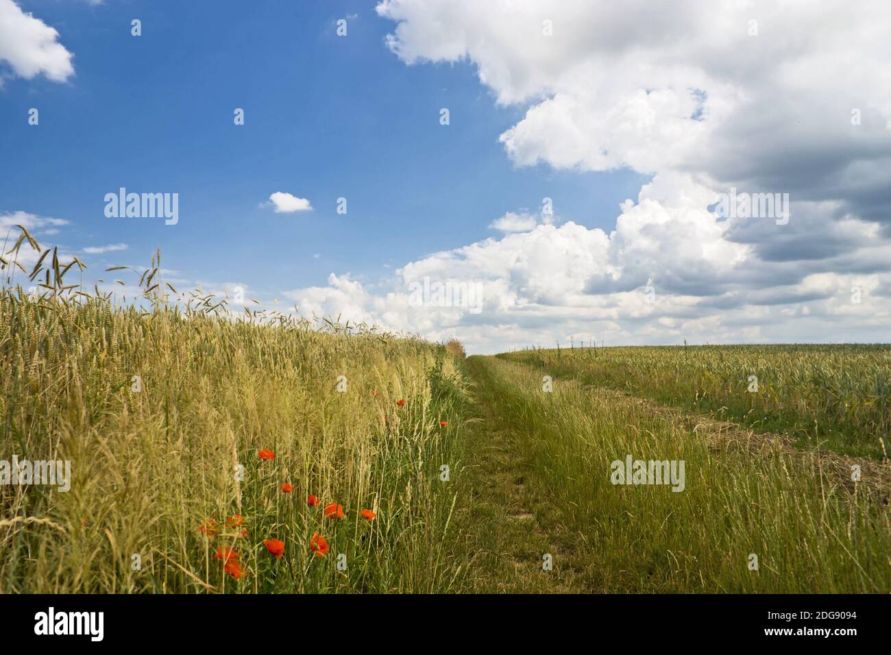 Field path between grain fields Stock Photo