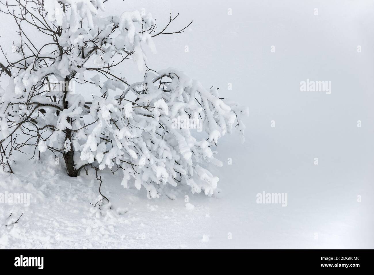 Frozen tree backdrop hi-res stock photography and images - Alamy