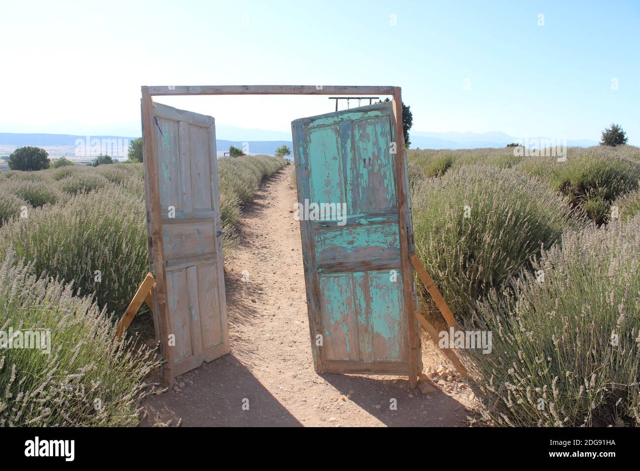 Old antique door is opening into lavender garden with full of purple lavender flowers Stock Photo