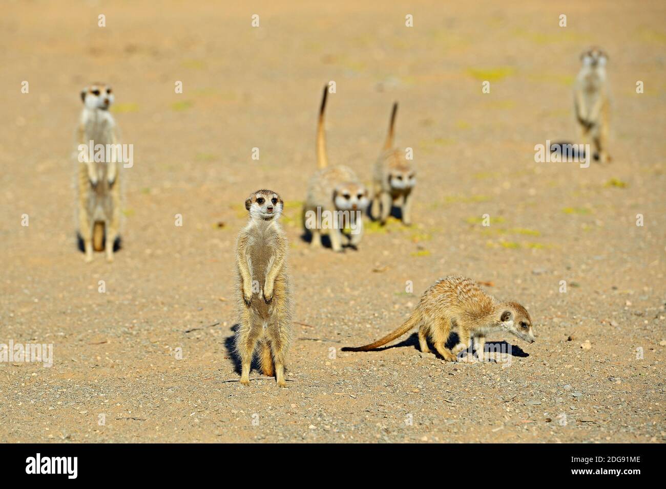 Gruppe Erdm nnchen Suricata Suricatta Im Morgenlicht Bei gruppe-erdm-nnchen-suricata-suricatta-im-morgenlicht-bei
