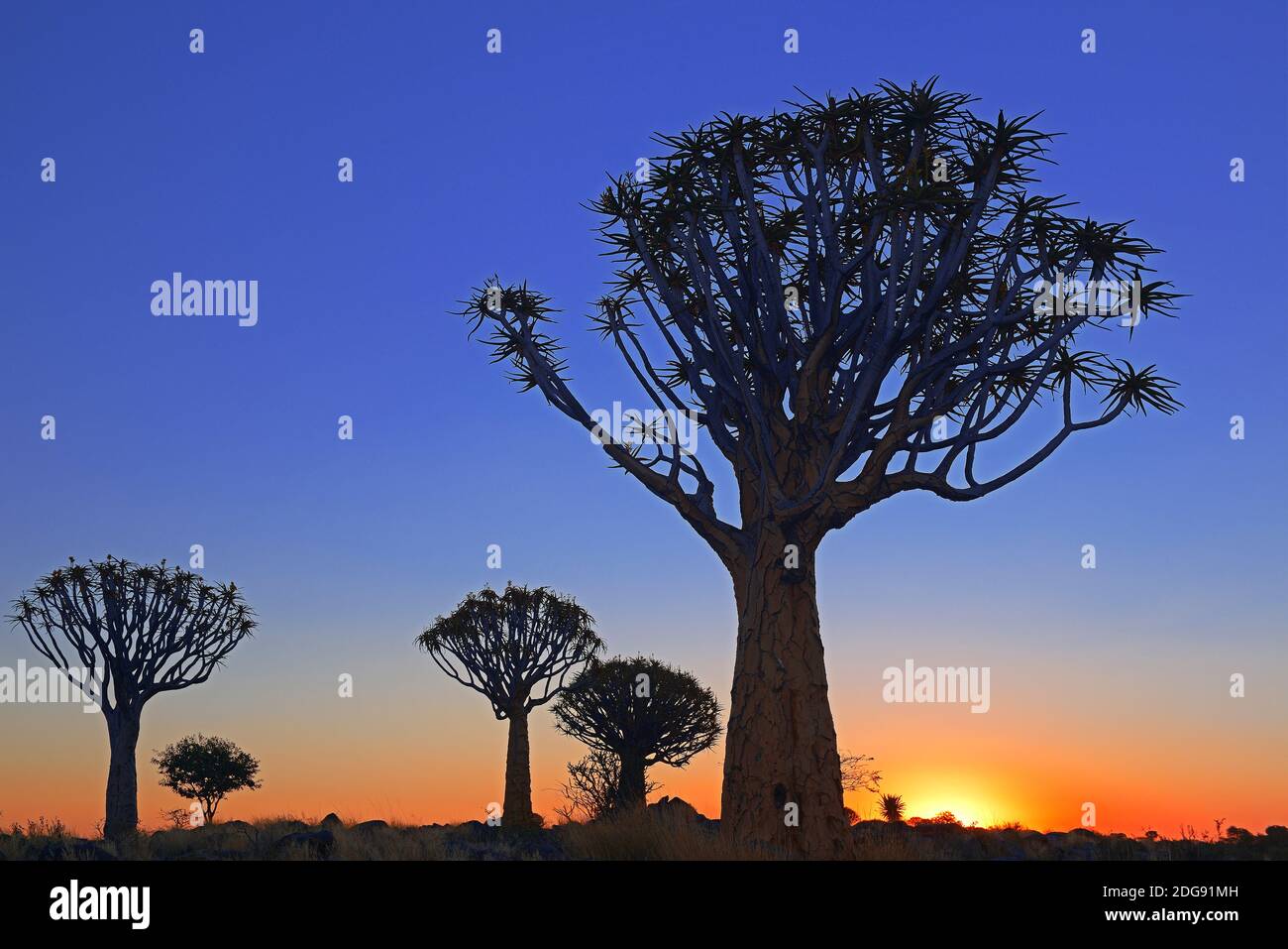Koöherbaum oder Quivertree (Afrikaans: Kokerboom,  Aloe dichotoma) bei Sonnenaufgang , Keetmanshoop, Namibia, Afrika Stock Photo