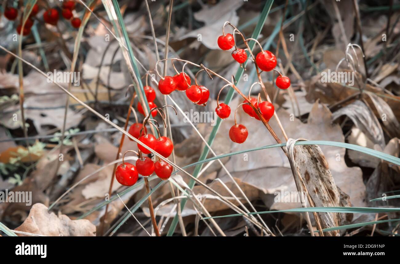 Ripe berries may Lily of the valley in autumn. Stock Photo