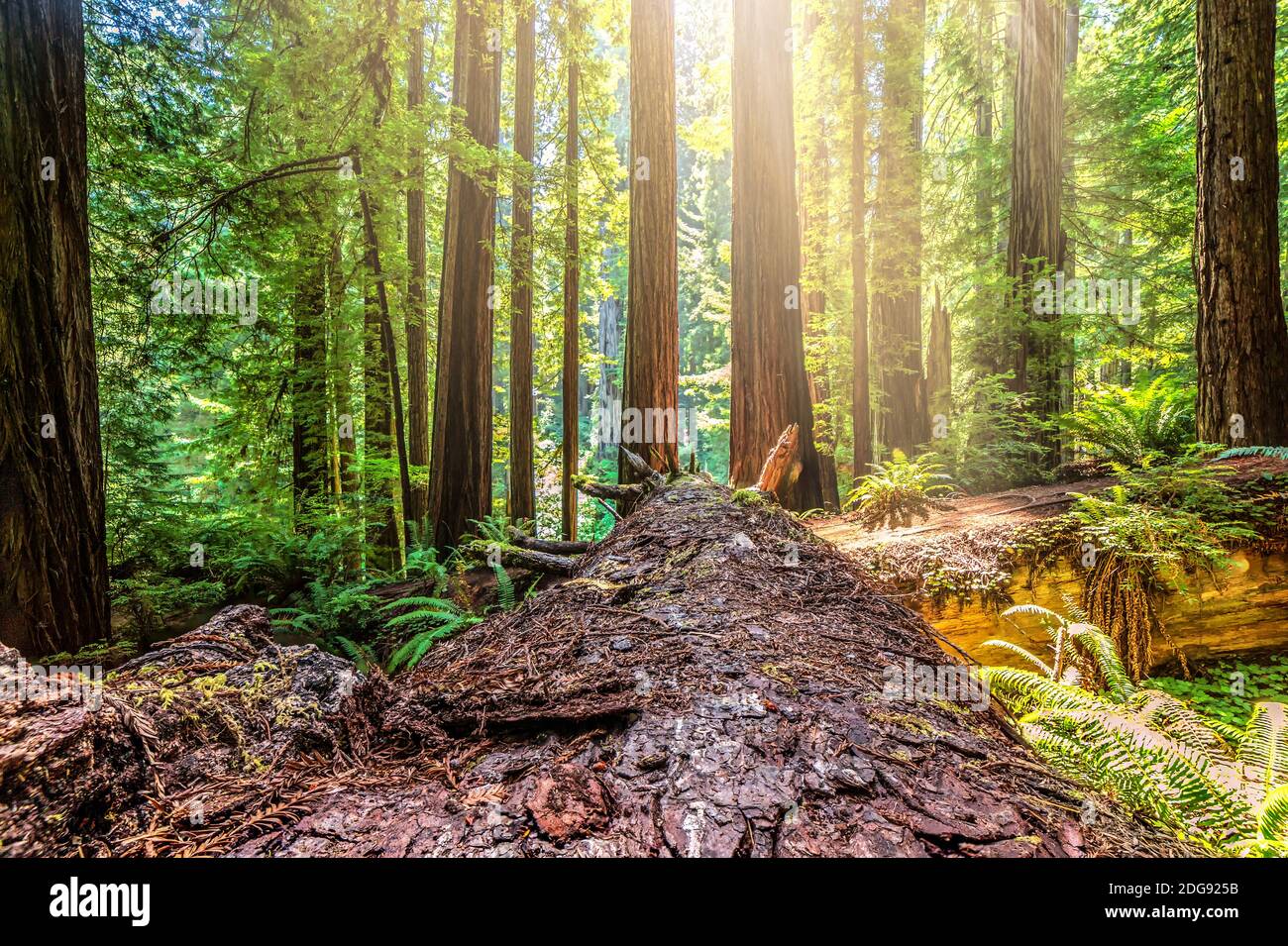 Fallen Redwood Tree in Northern California Forest Stock Photo