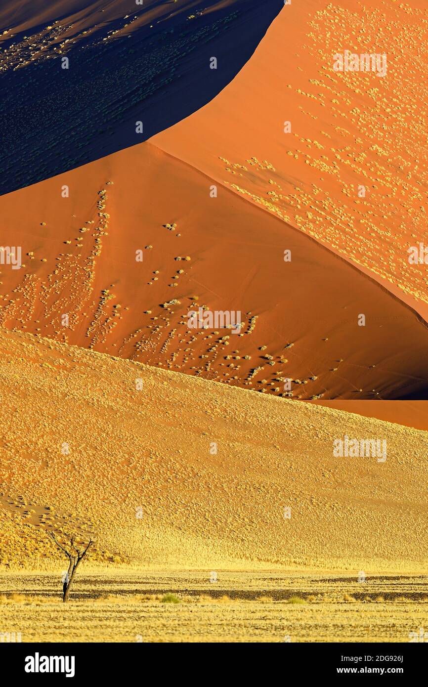 riesige Sanddünen im letzten Abendlicht,  Namib Naukluft Nationalpark, Sossusvlei, Namibia, Afrika Stock Photo