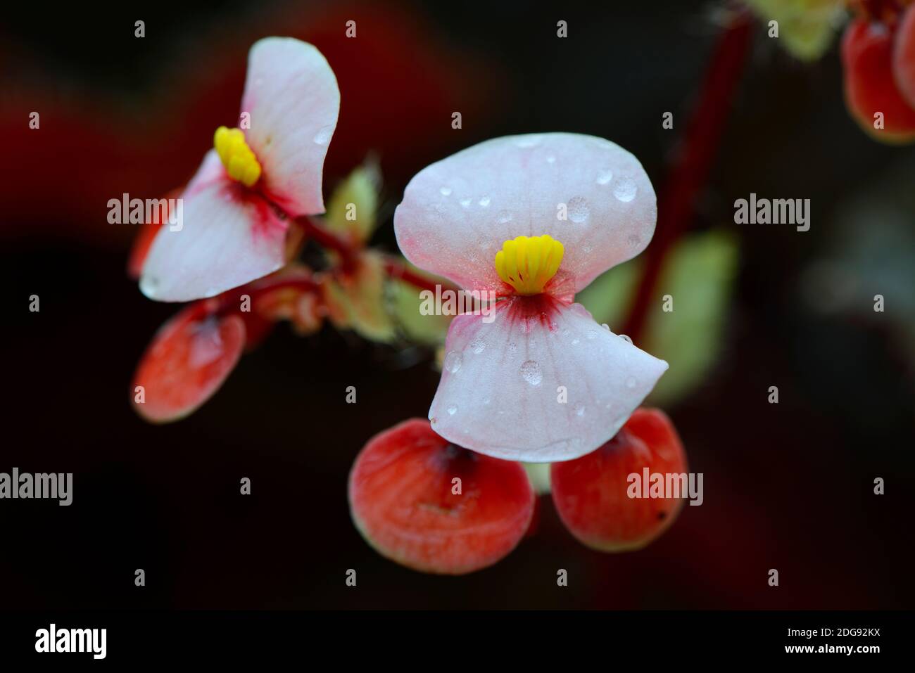 Blüte der Wimpern-Begonie (Begonia bowerae), Vorkommen Mittelamerika Stock Photo