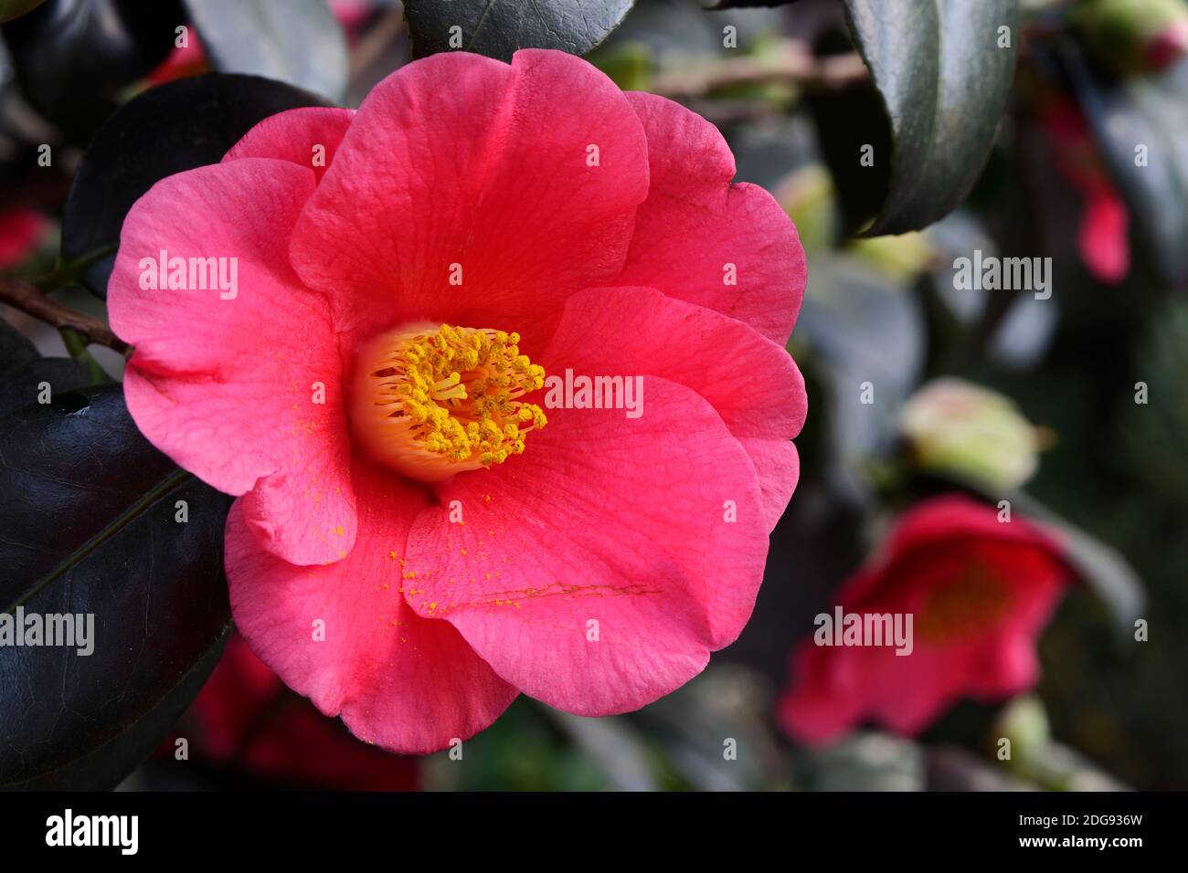 Kamelie (Camellia japonica), Vorkommen Asien Stock Photo
