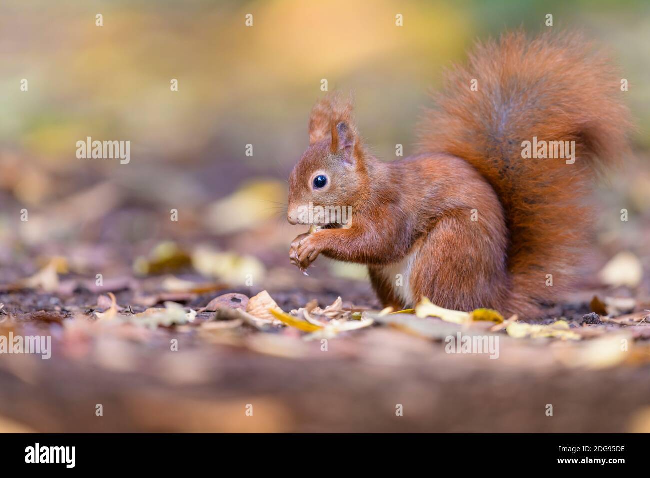 Eurasisches Eichhoernchen, Sciurus vulgaris, Eurasian red squirrel Stock Photo