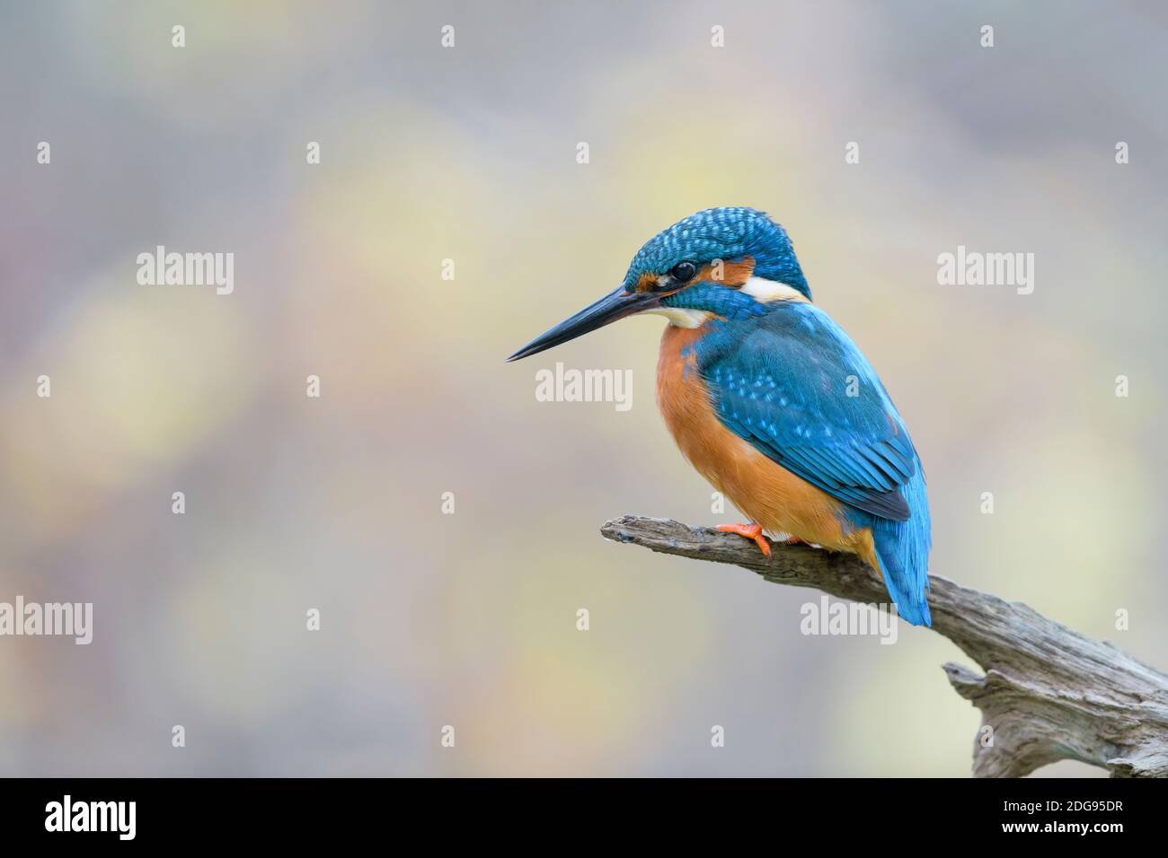 Eisvogel, Alcedo atthis, european Kingfisher Stock Photo