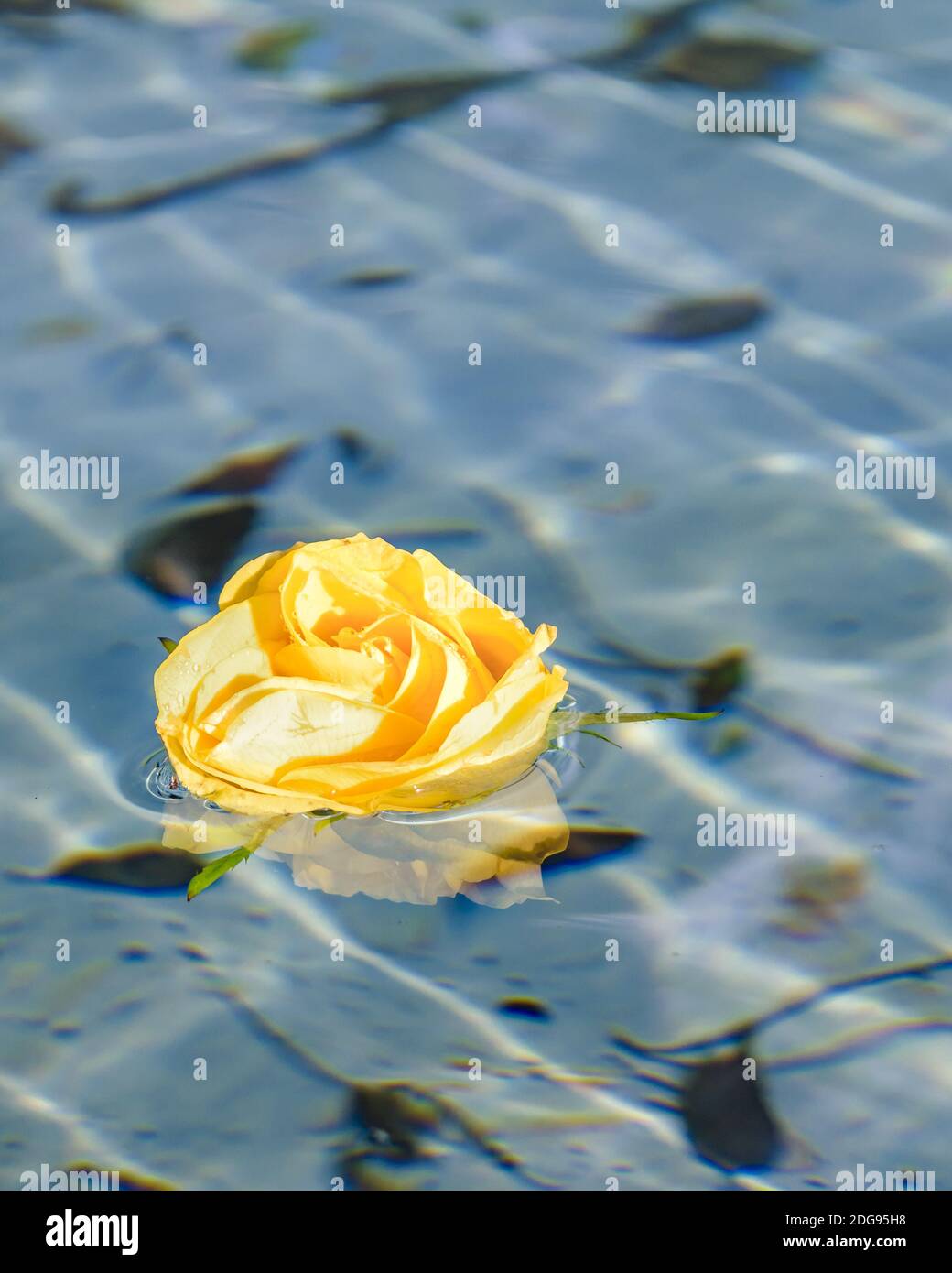 Yellow pond rose hi-res stock photography and images - Alamy