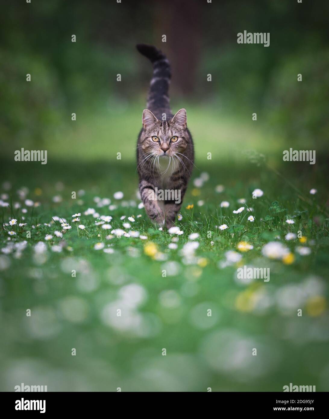 tabby domestic shorthair cat walking towards camera on green lawn covered with daisies Stock Photo