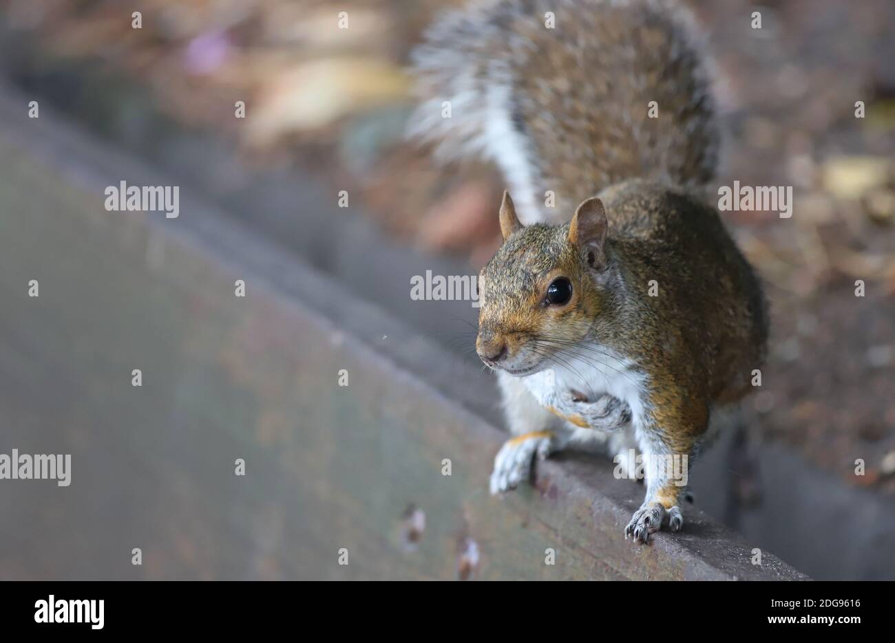 A cute little Grey Squirrel stands on the wooden backrest of a park bench and scratches its chest as it gazes toward the camera in hopes of food. Stock Photo