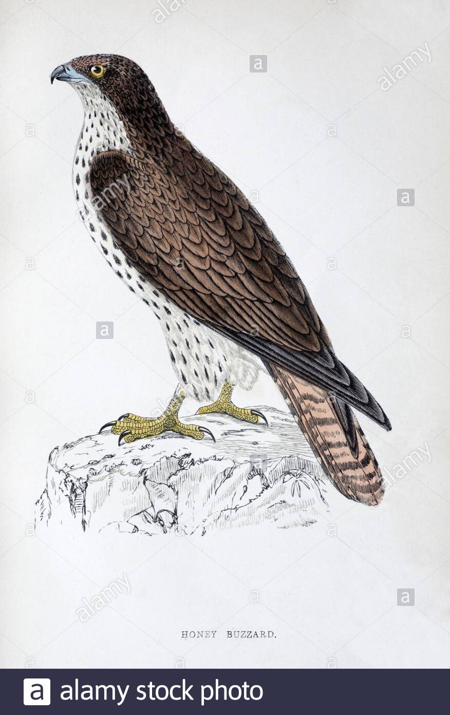 Honey Buzzard (Pernis apivorus), vintage illustration, from A History of British Birds by Rev. Francis Orpen Morris, published in c1850 Stock Photo