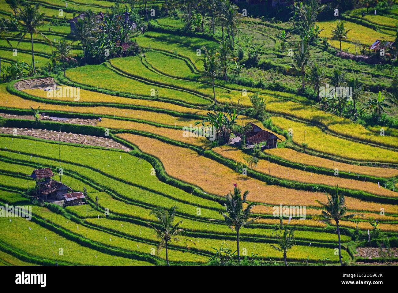 Reisfelder und Reisterassen im Süden von Bali, Indonesien Stock Photo