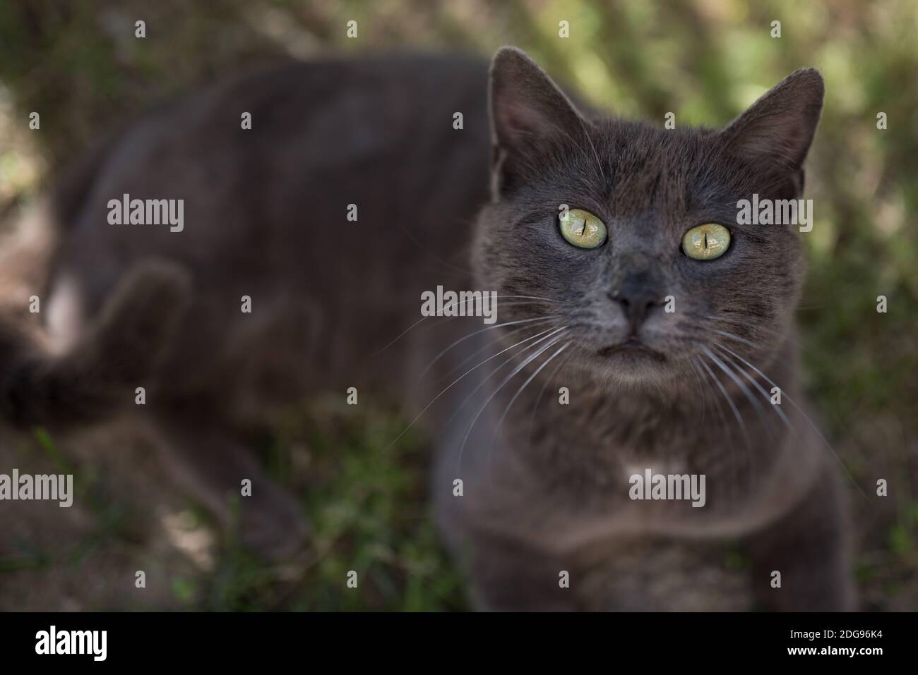 stray cat meaning in english
