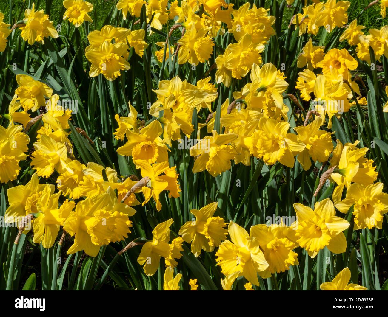 Daffodils (narcissus)  a springtime yellow flower bulb plant growing outdoors in a public park during the spring season, stock photo image Stock Photo