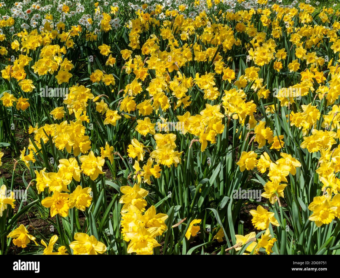 Daffodils (narcissus)  a springtime yellow flower bulb plant growing outdoors in a public park during the spring season, stock photo image Stock Photo