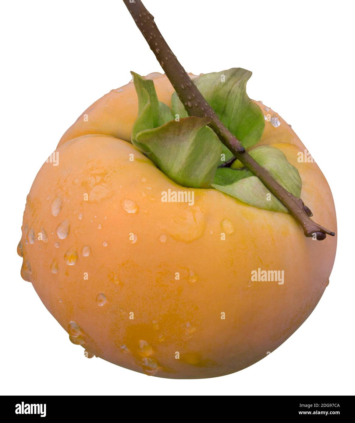 Kaki fruit diospyros kaki Cut Out Stock Images &amp; Pictures - Alamy