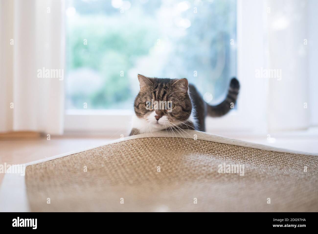 tabby white british shorthair cat searching for cat's toy under the