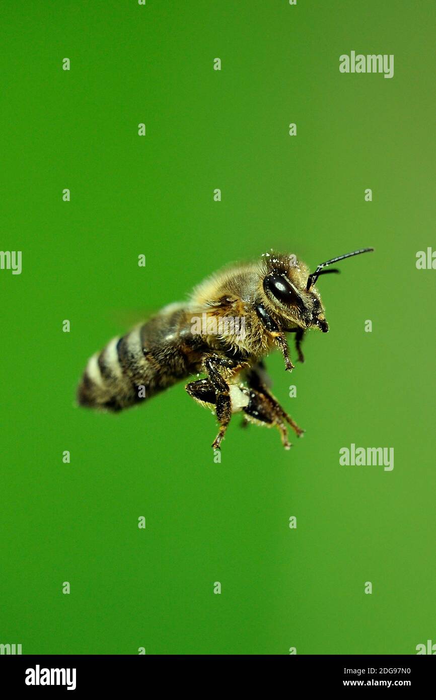 Europäische Honigbiene, (Apis mellifera),  im Flug, Stock Photo