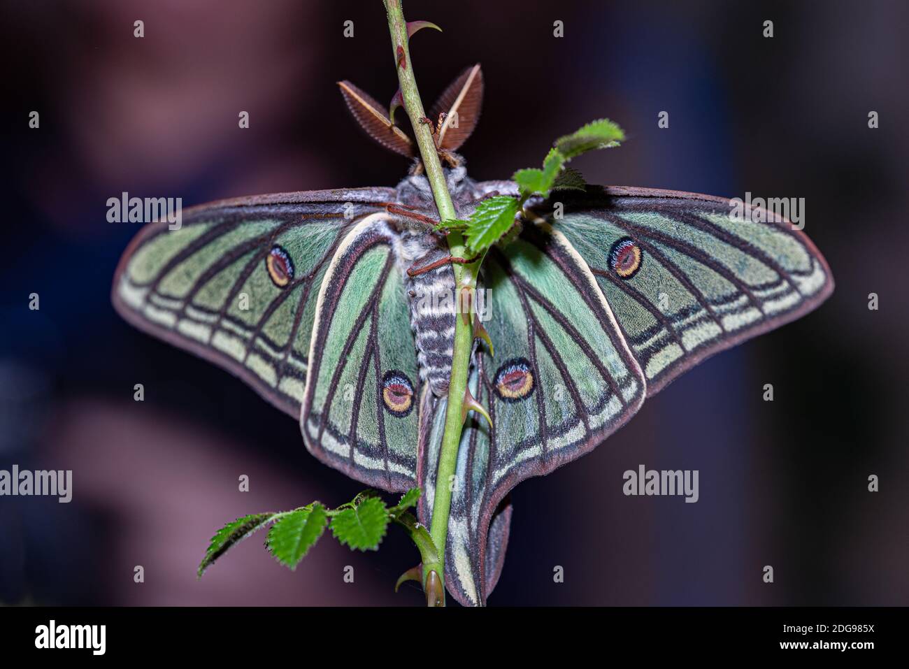 Elizabethan butterfly perched on a branch Stock Photo Alamy
