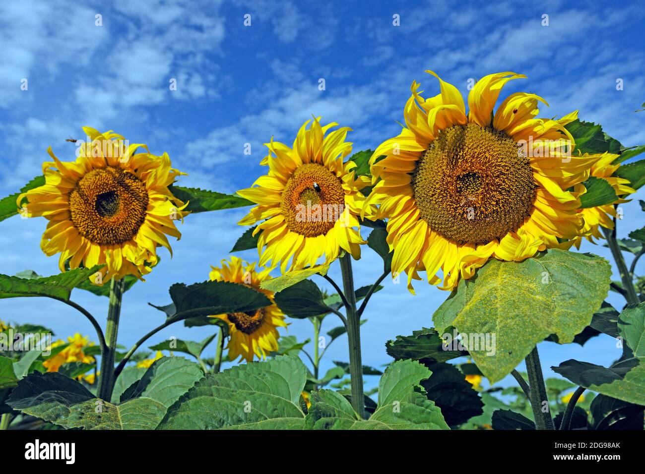 Sonnenblumen, (Helianthus annuus) Stock Photo